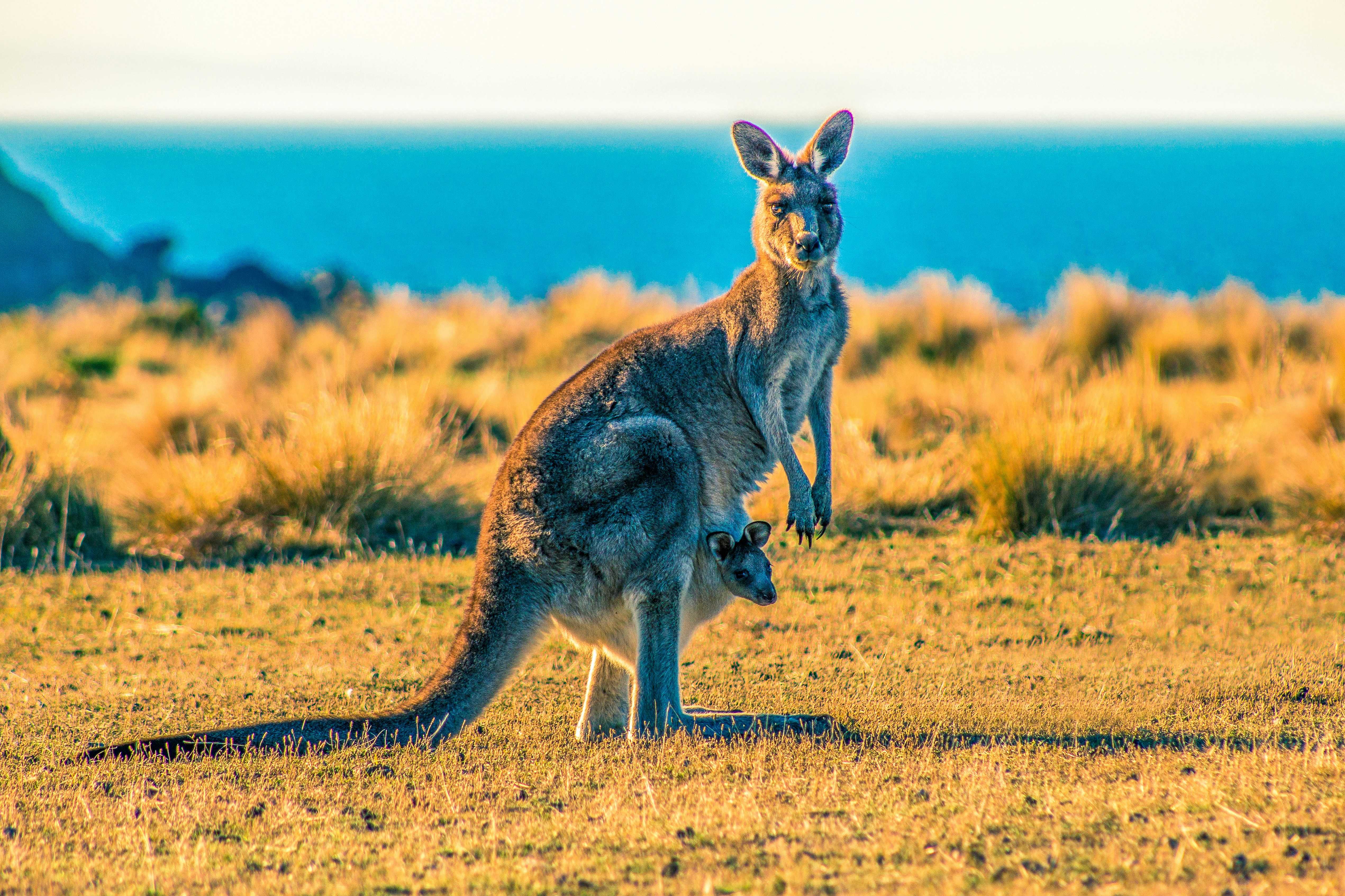 Kangaroos and Their Marsupial Ways
