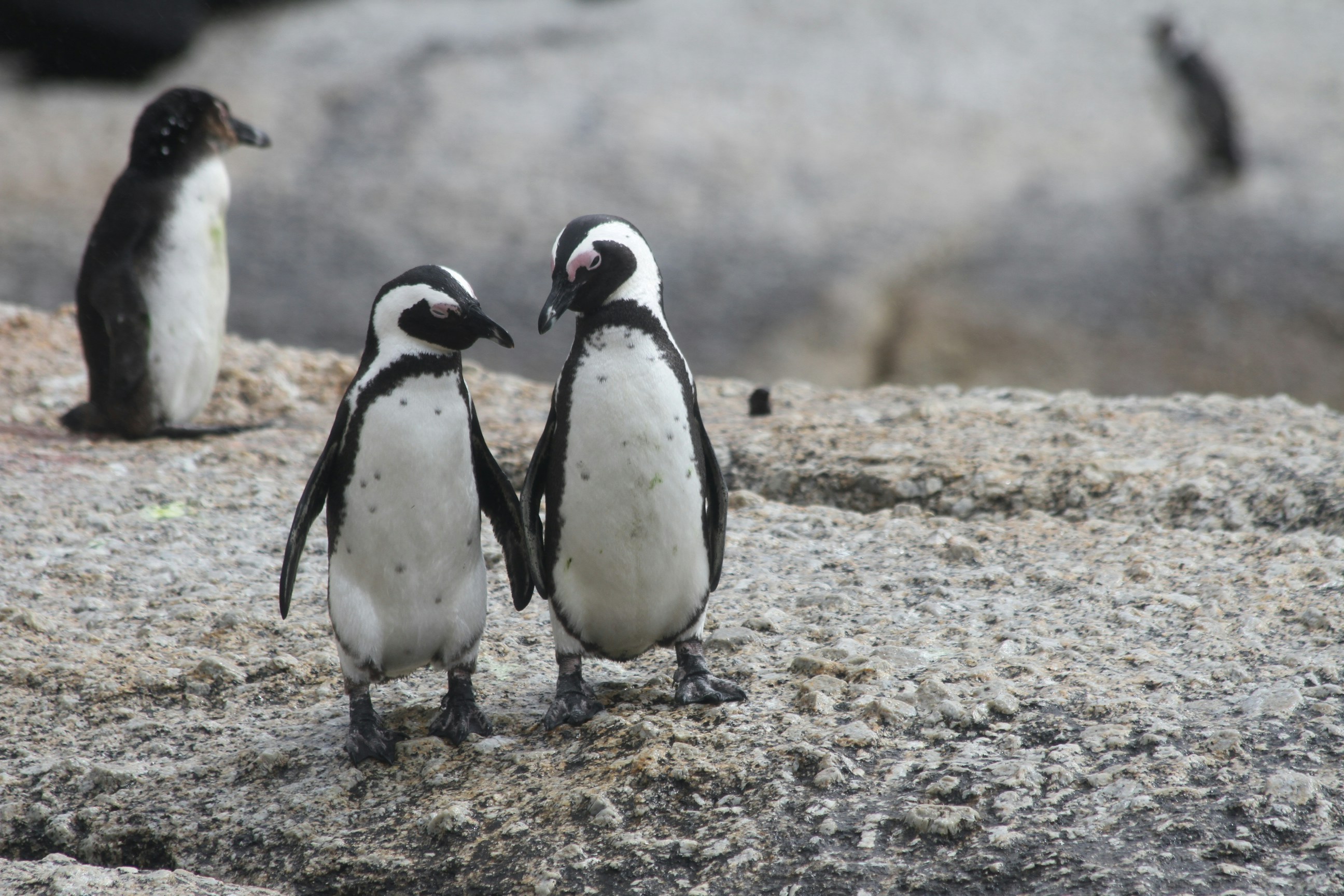 How Penguins Thrive in Antarctic Cold