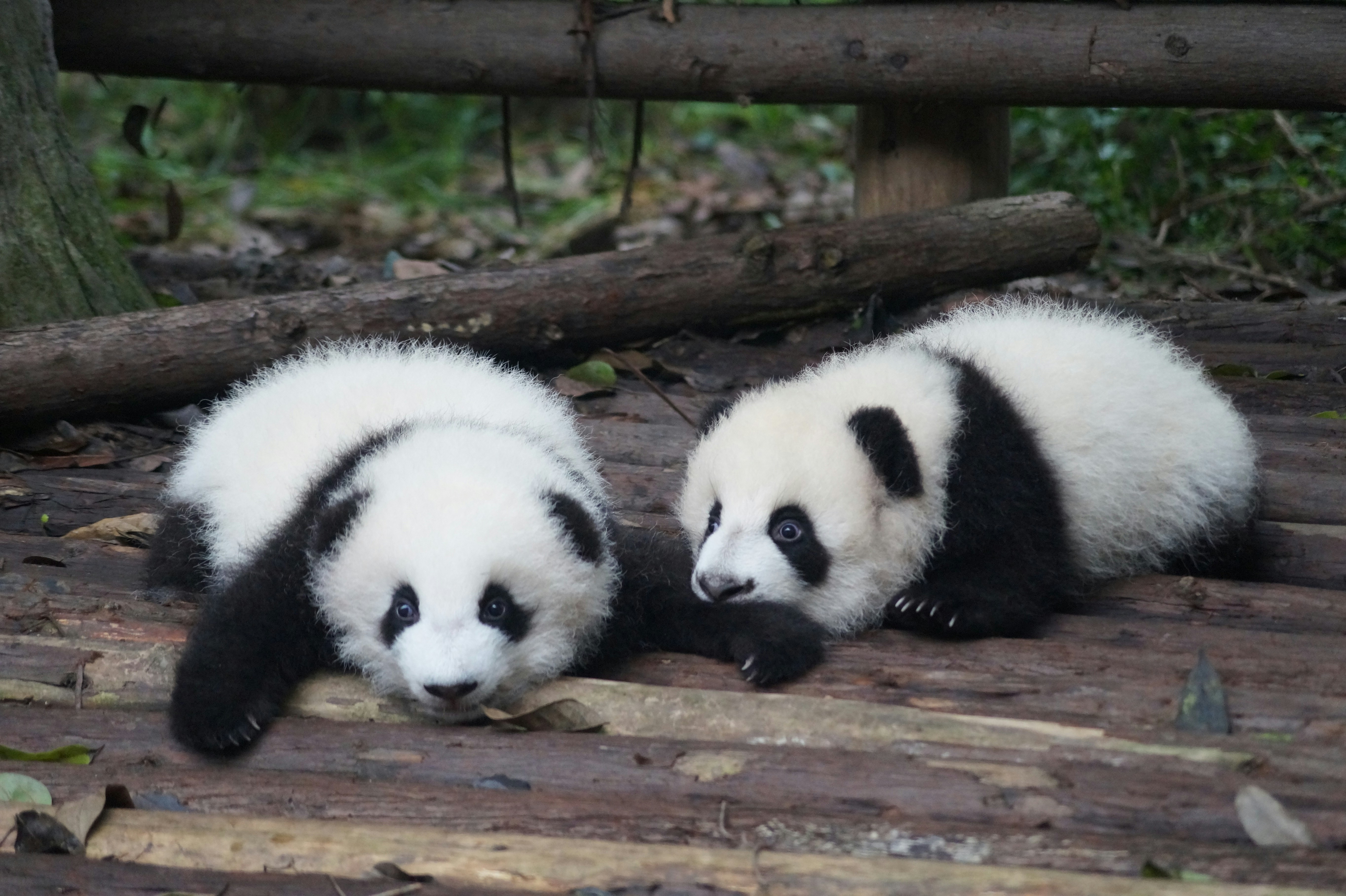 The Struggle to Save the Giant Panda