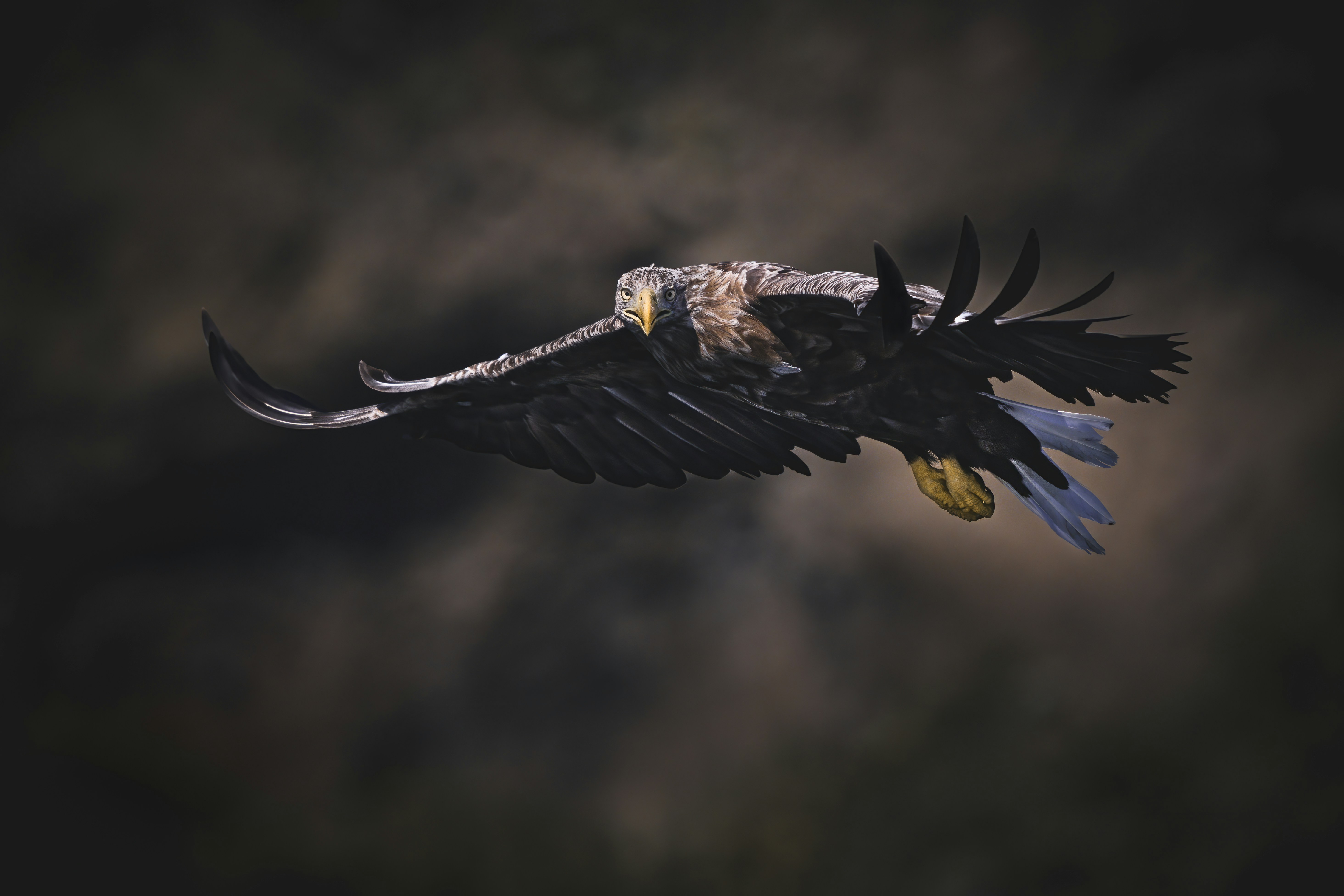 Eagles: Rulers of the Sky