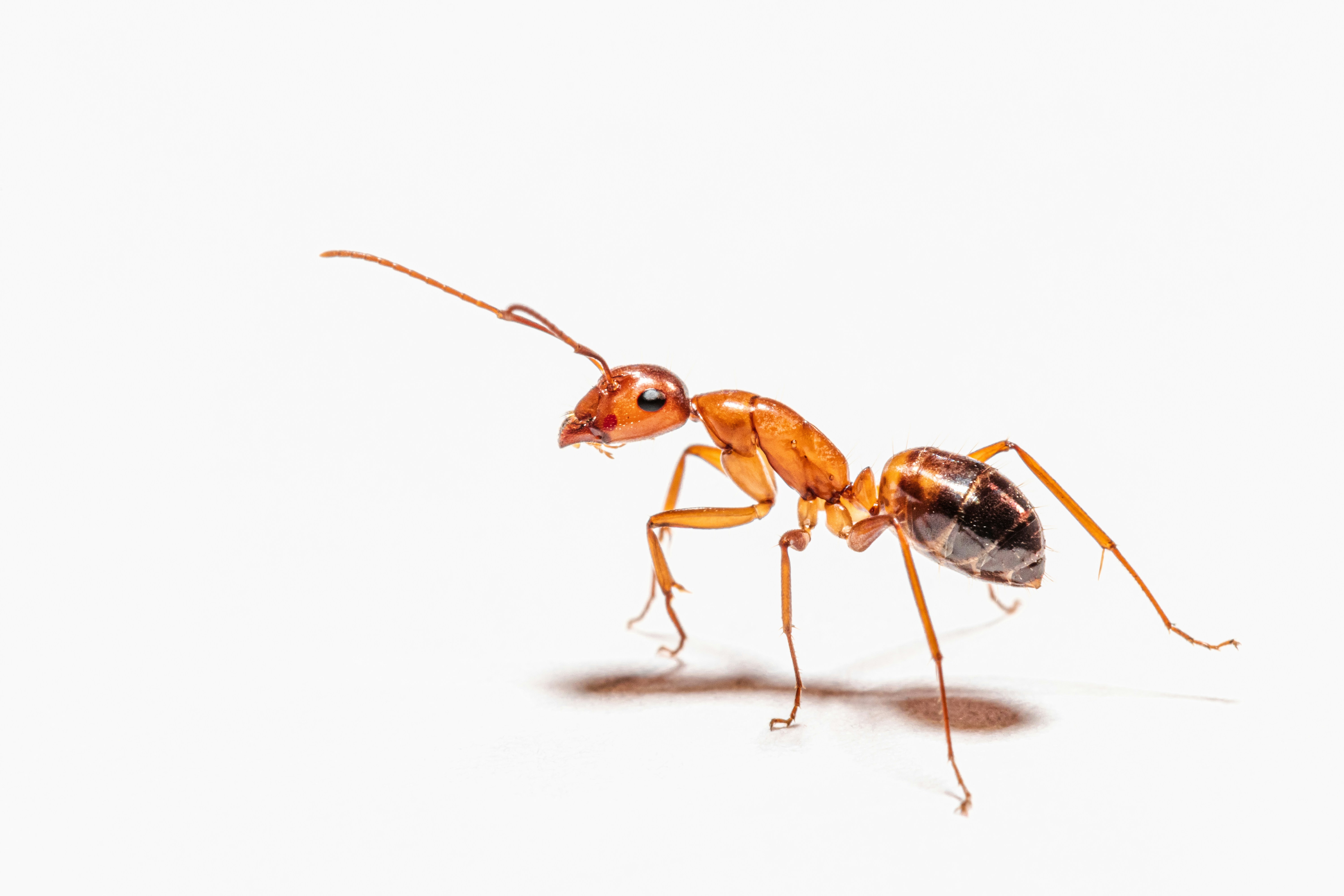 Ant Colonies: Earth’s Most Efficient Cities