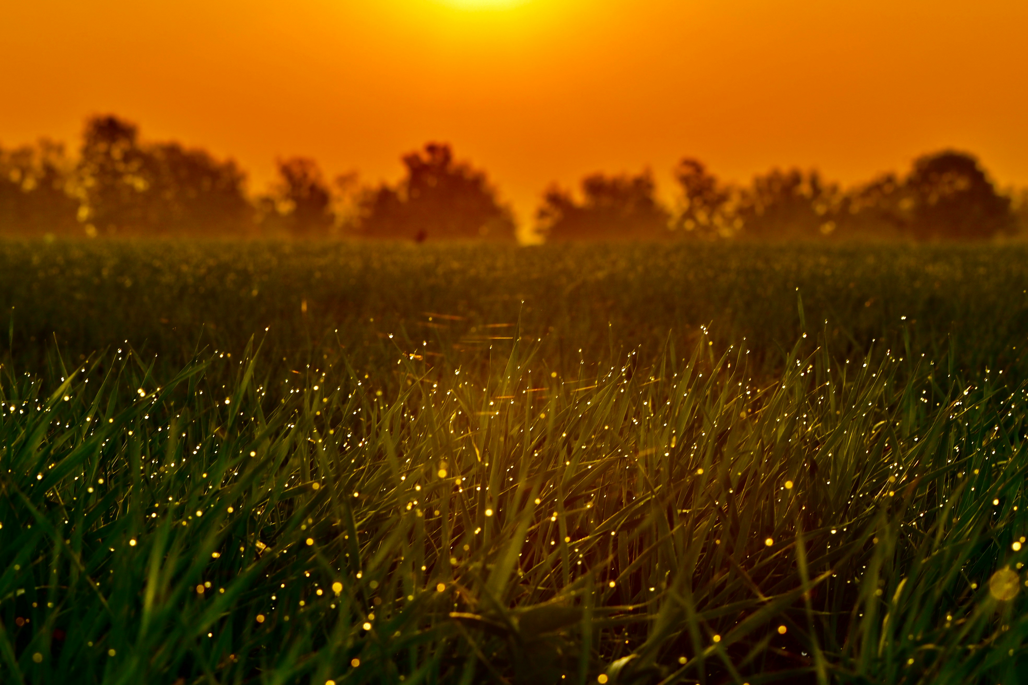 Fireflies and the Chemistry of Light