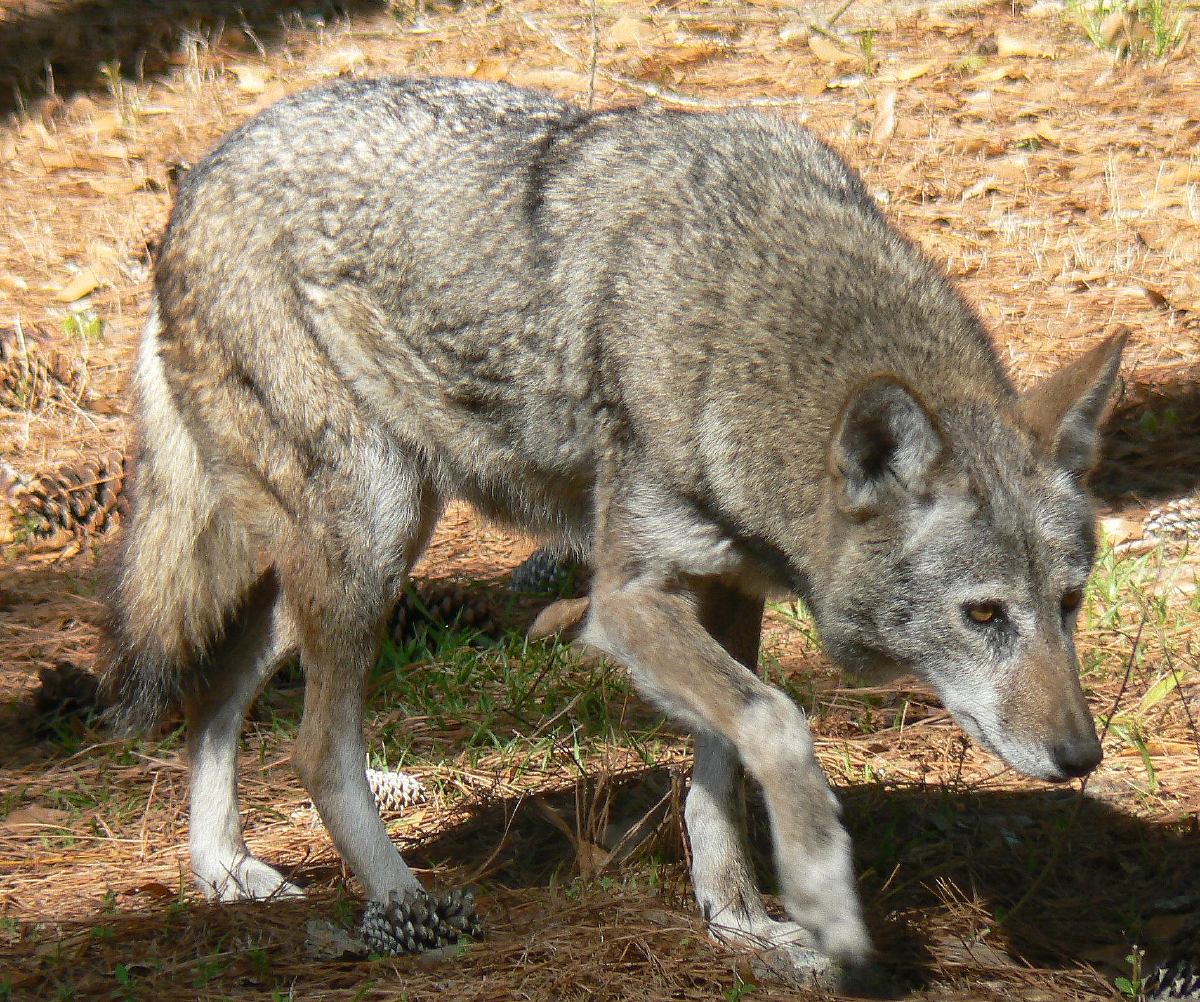 Red Wolves: America’s Forgotten Predator