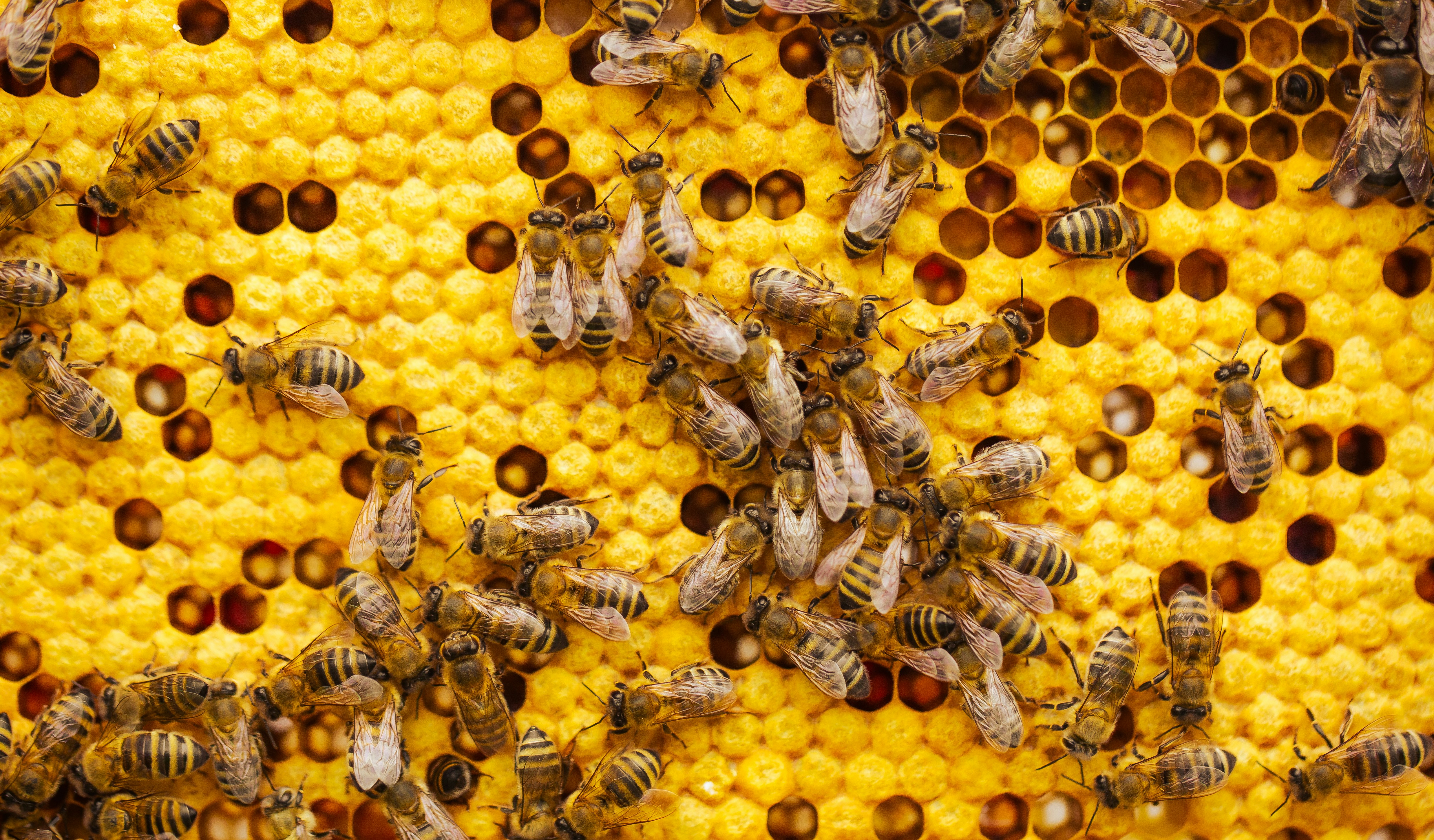 The Genius of Bees and Their Hives