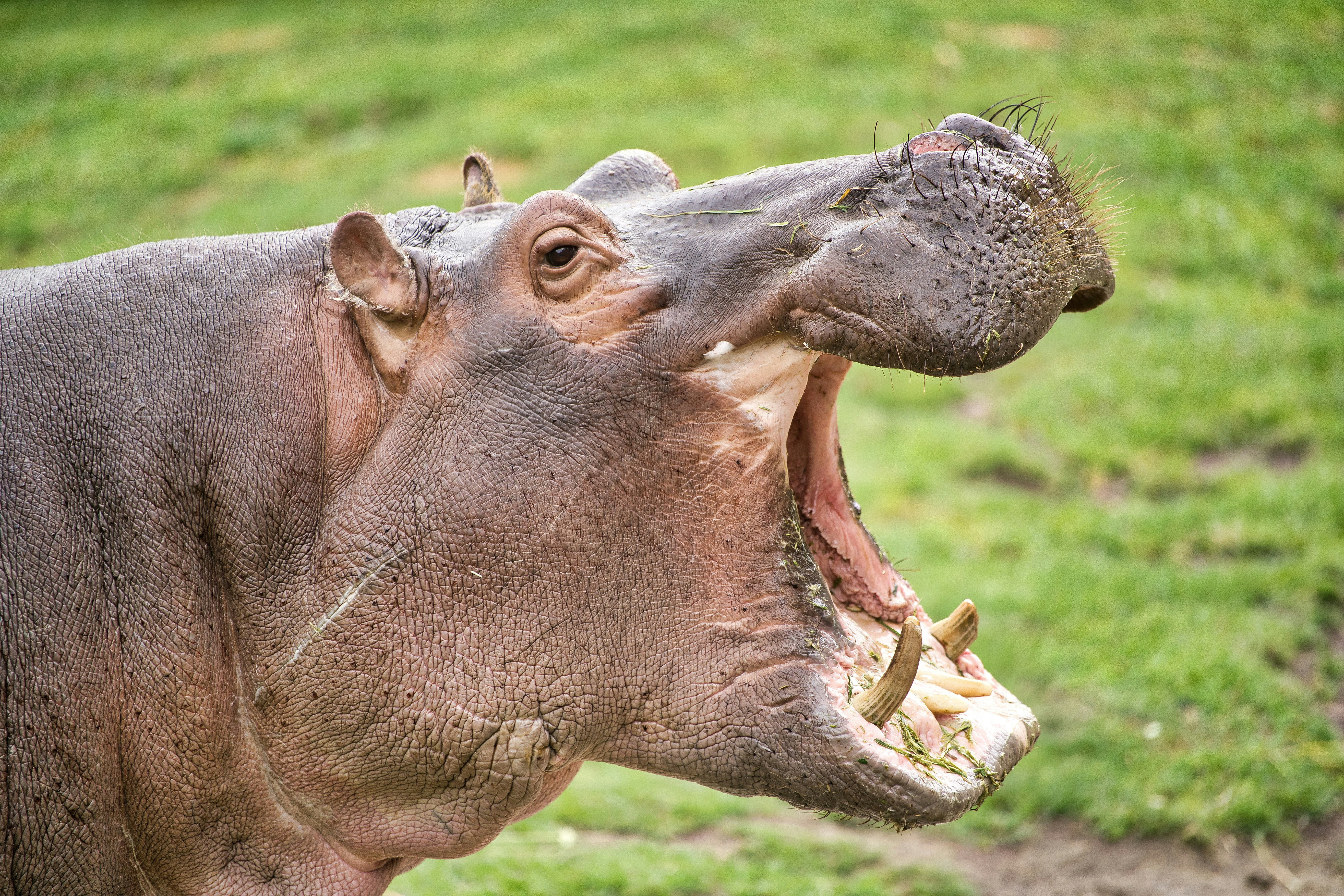 Hippos: Africa's Most Dangerous Animal