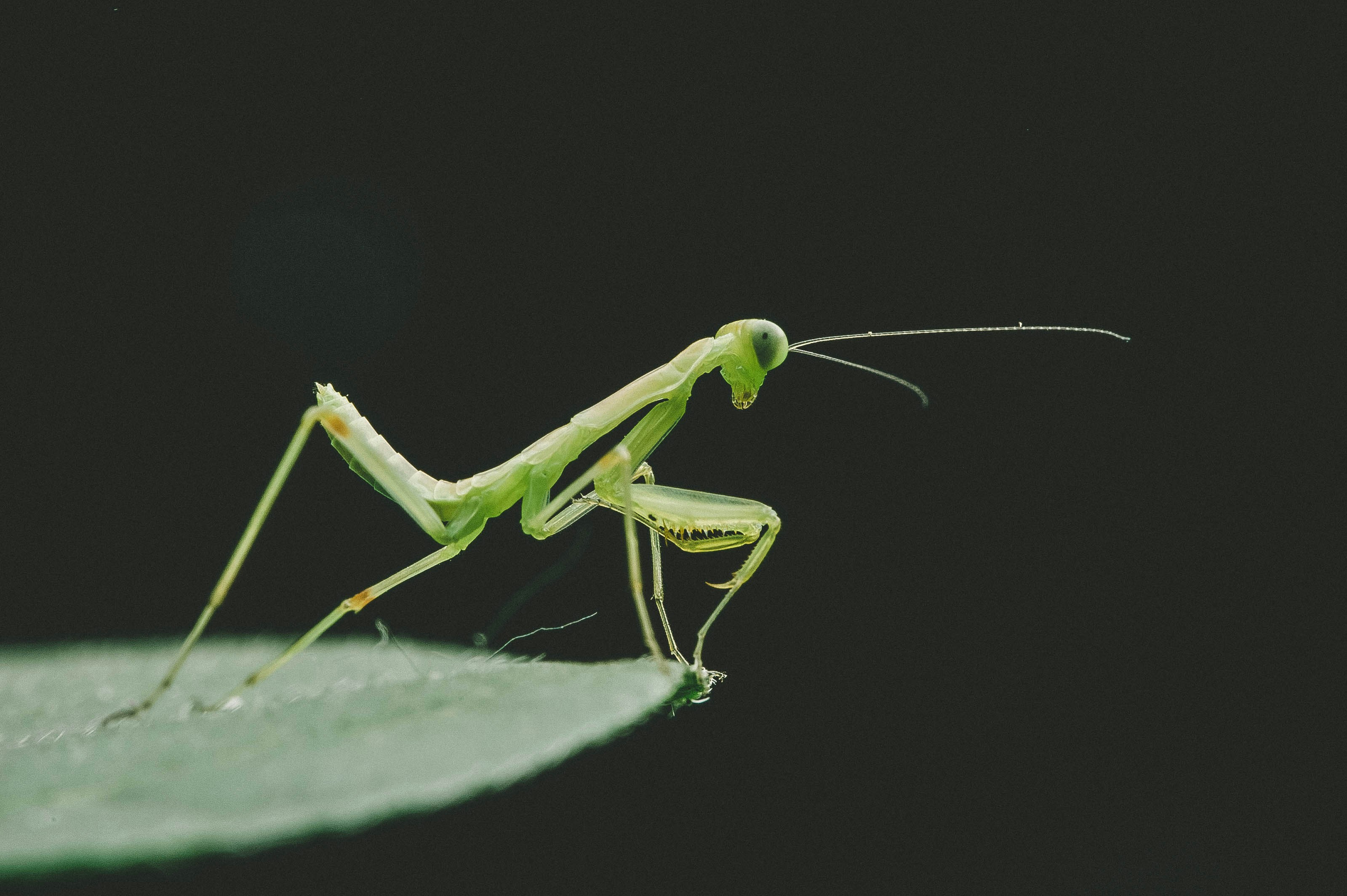 Praying Mantises: Silent Assassins