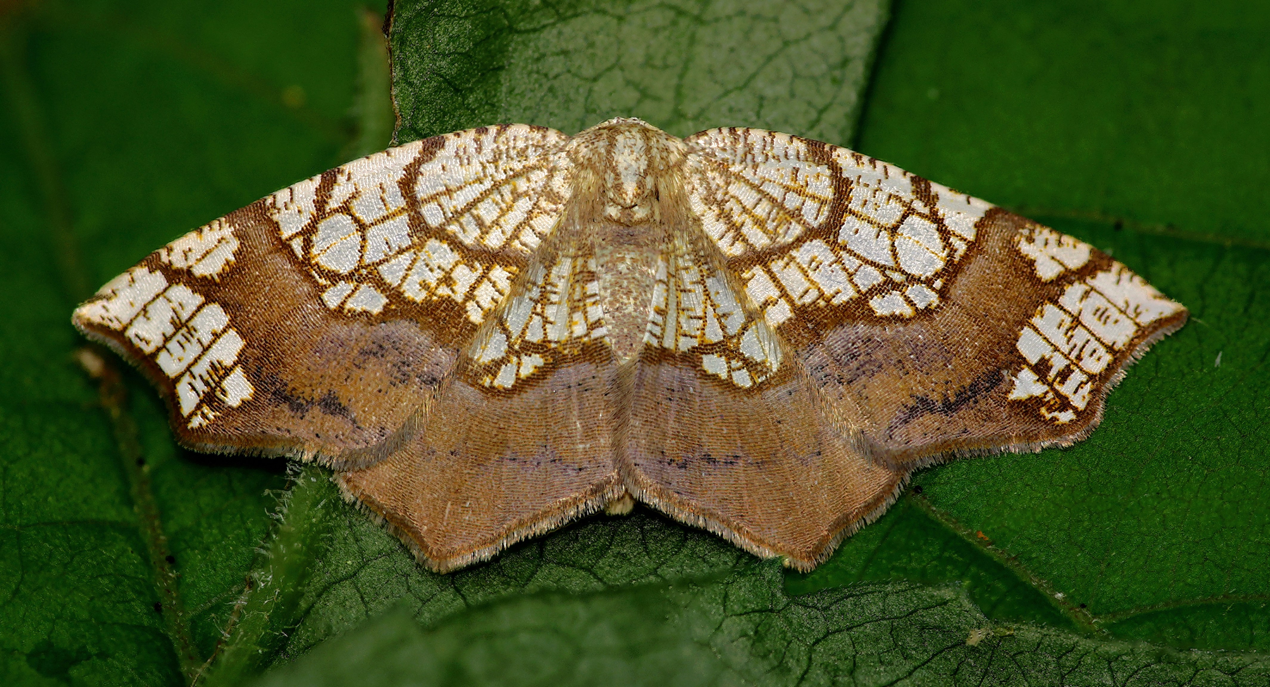 Atlas Moths: Giants of the Night
