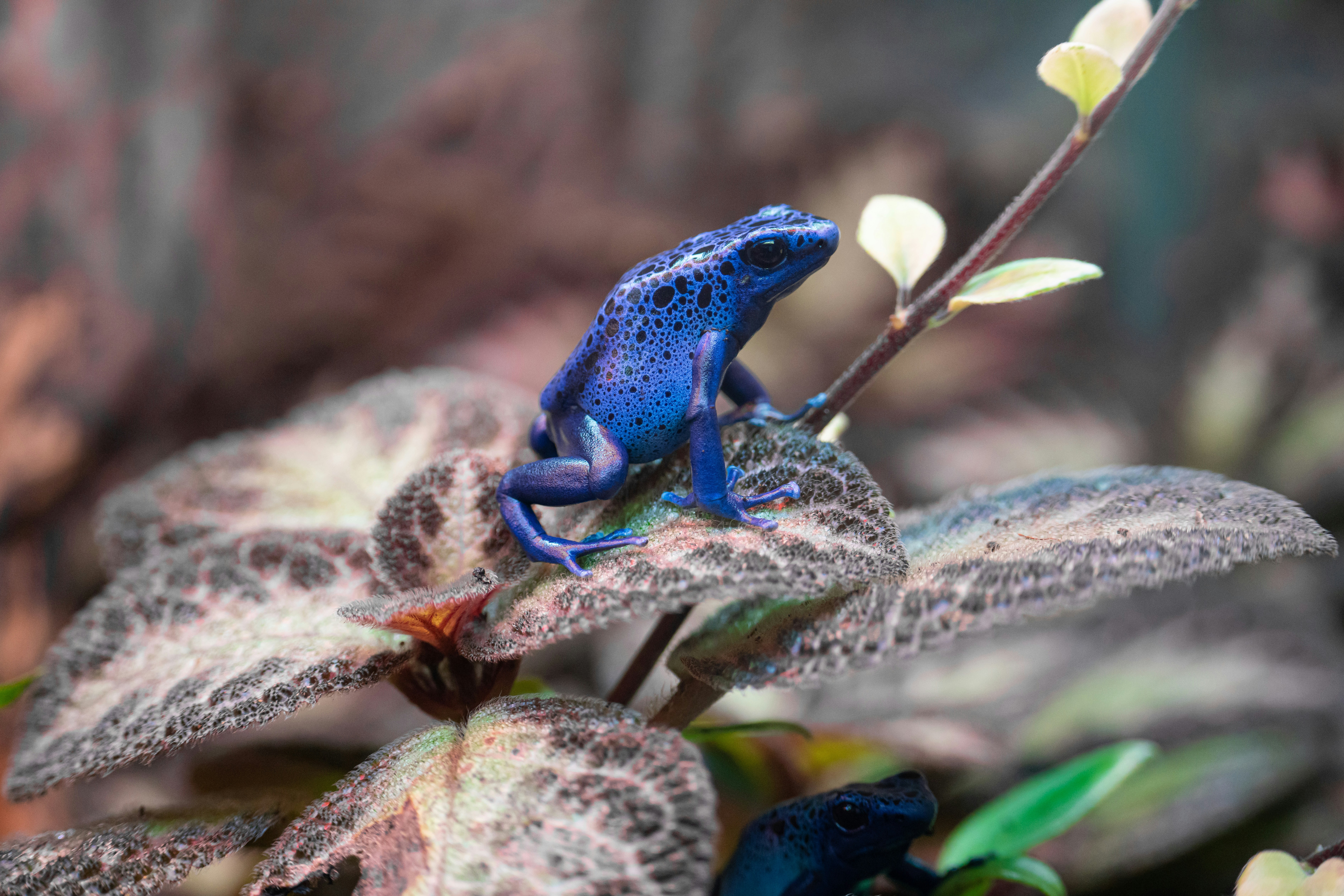 Poison Dart Frogs: Tiny but Deadly