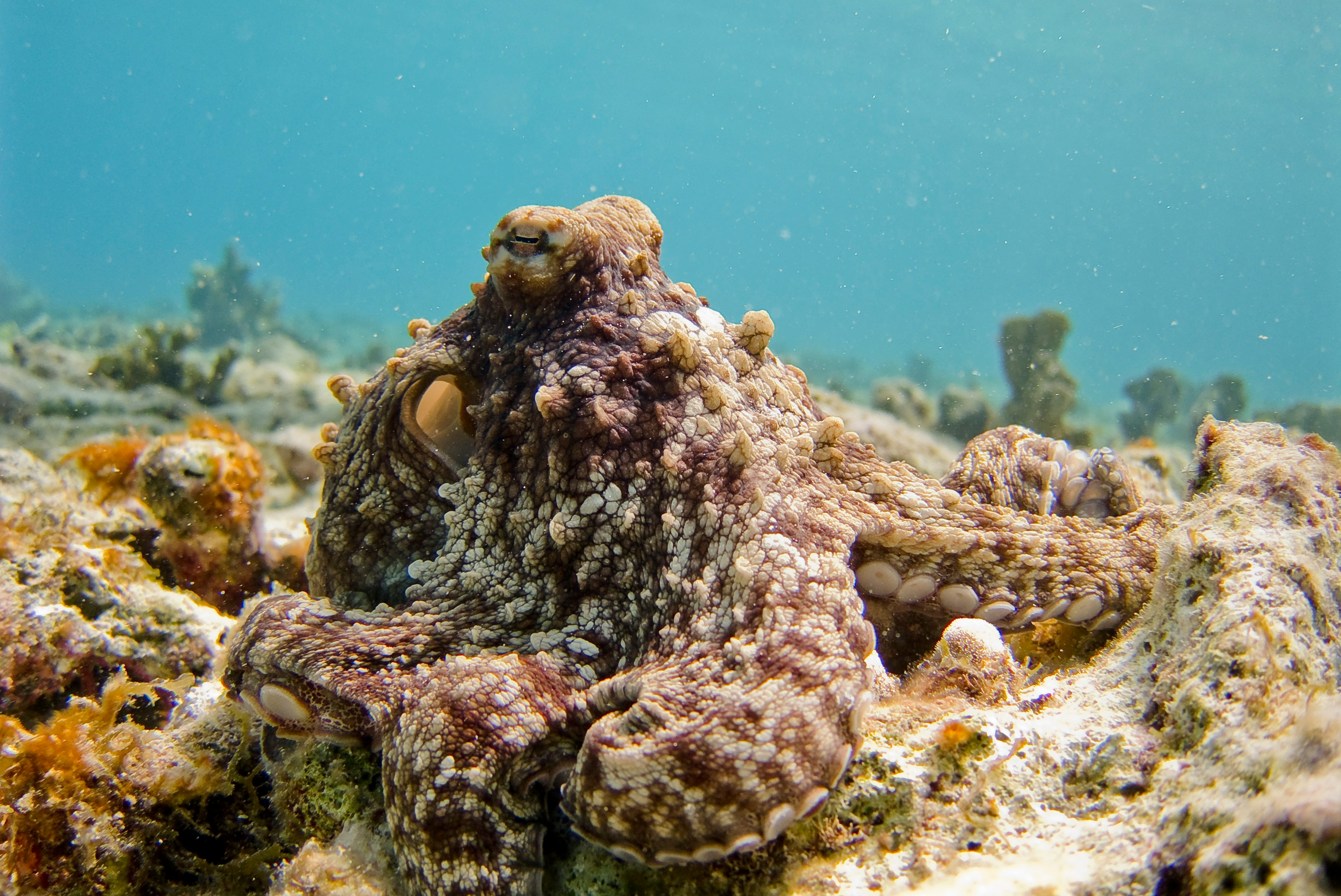 "Octopuses: Masters of Escape and Intelligence"