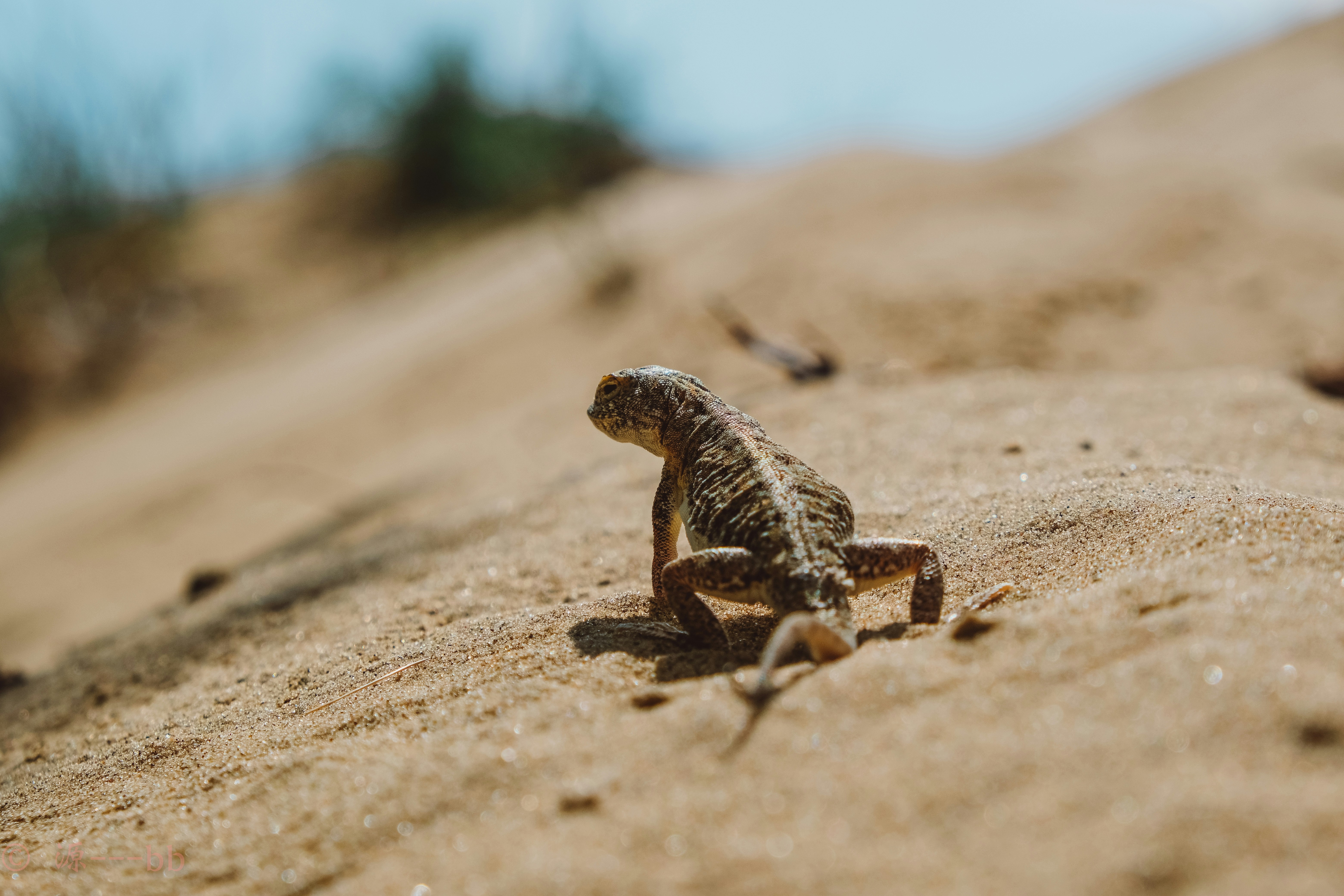 Desert Lizards and Their Survival Tricks